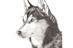 Husky-©-B.-Vintousky-3